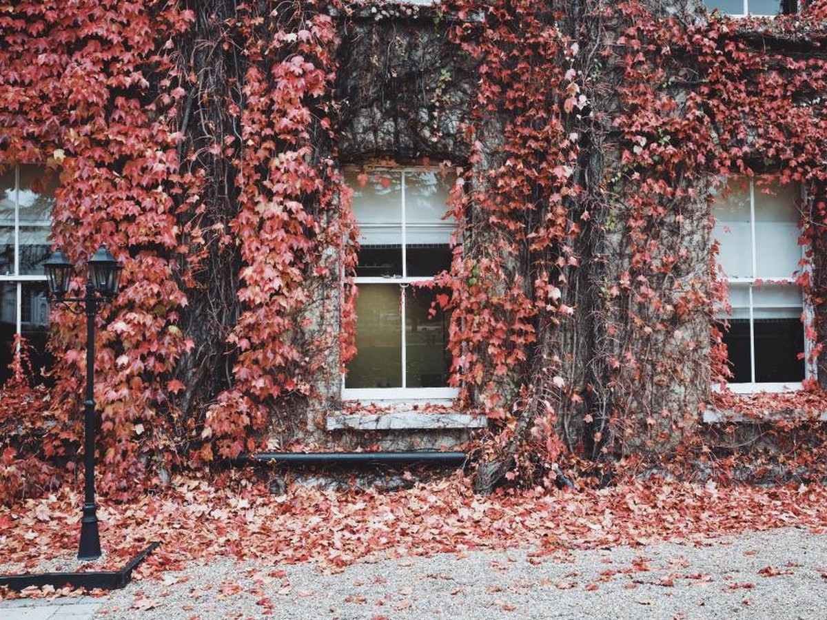 House Windows