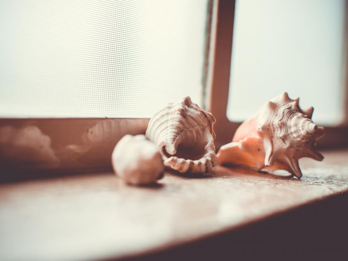 Seashells Window