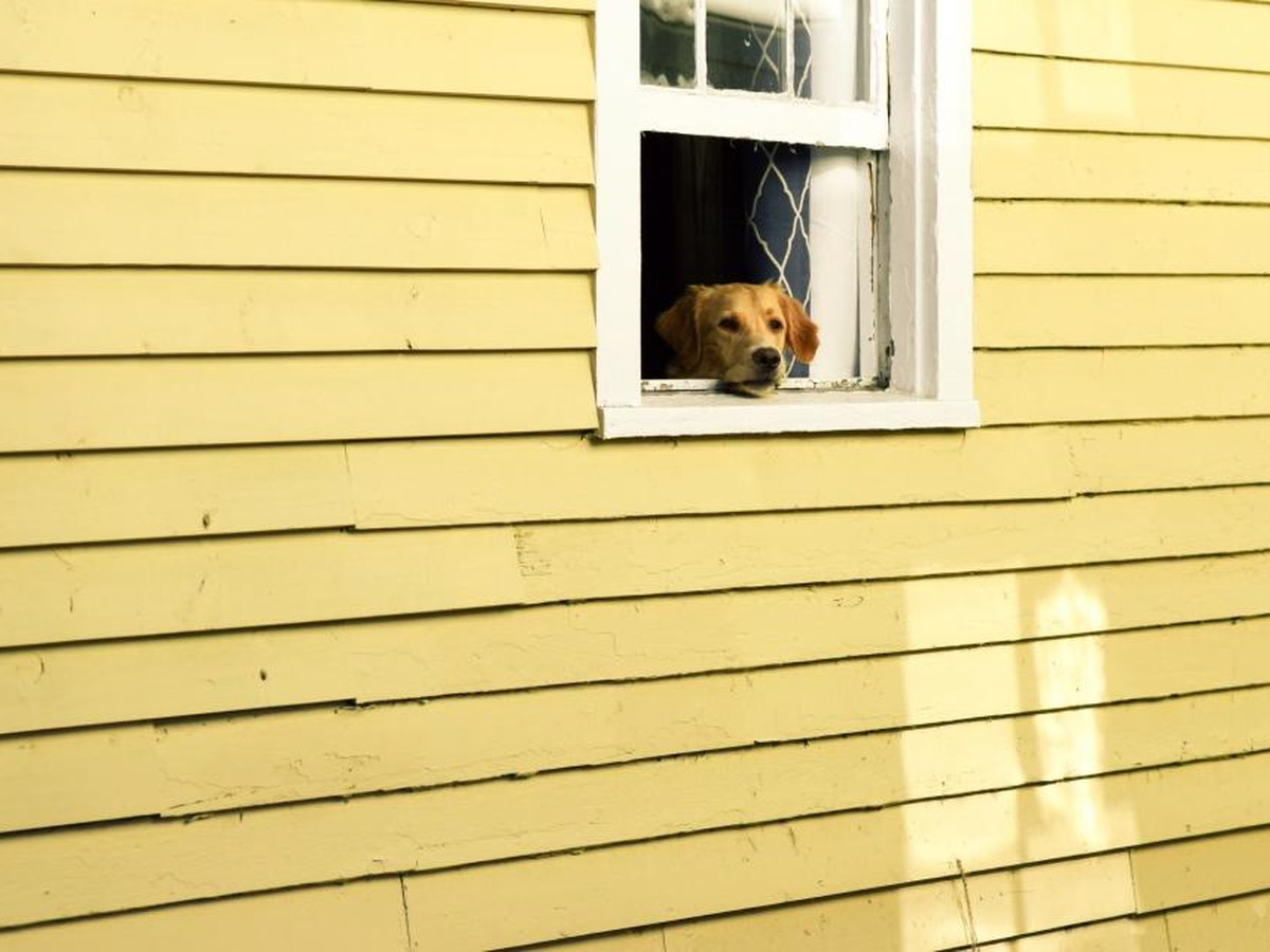 Editorial photograph for Window Cleaning Service Hanalei: What to Expect and How to Prepare
